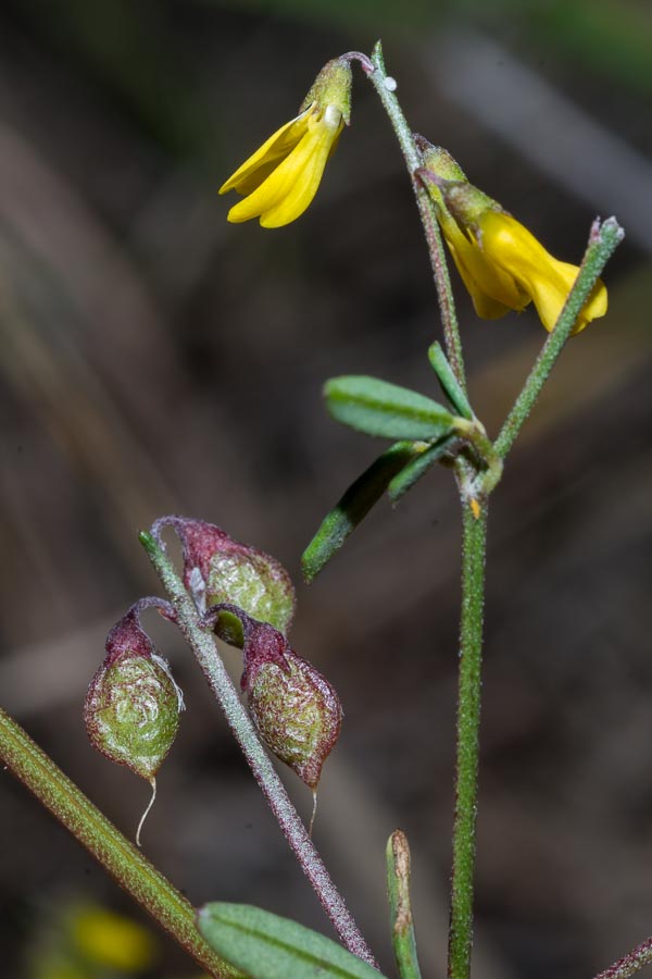 Trigonella altissima (=Melilotus altissimus) / Meliloto altissimo